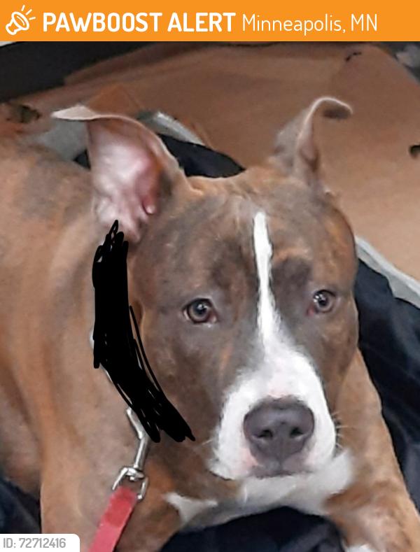 Found/Stray Female Dog last seen Lagoon Ave and James Ave near Uptown, Minneapolis, MN 55408