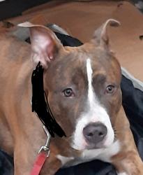 Found/Stray Female Dog last seen Lagoon Ave and James Ave near Uptown, Minneapolis, MN 55408
