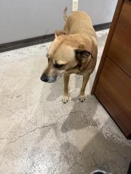 Found/Stray Male Dog last seen Near s Seneca Wichita ks , Wichita, KS 67217