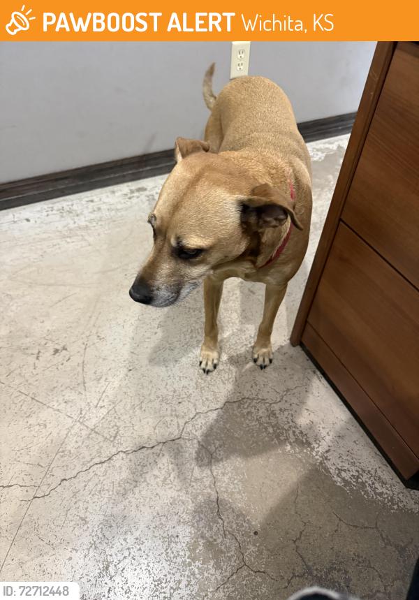 Found/Stray Male Dog last seen Near s Seneca Wichita ks , Wichita, KS 67217