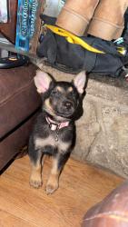 Lost Female Dog last seen Chick fil a, Fort Worth, TX 76106