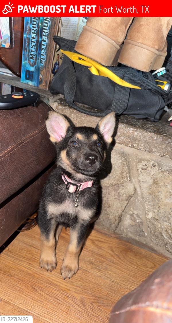 Lost Female Dog last seen Chick fil a, Fort Worth, TX 76106