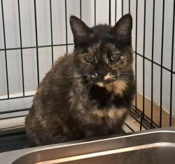 Found/Stray Female Cat last seen Beach Blvd and Dean Rd. , Jacksonville, FL 32216