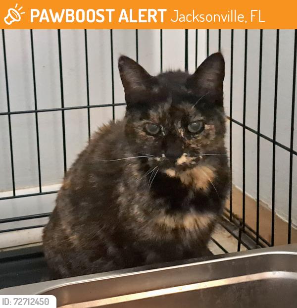 Found/Stray Female Cat last seen Beach Blvd and Dean Rd. , Jacksonville, FL 32216
