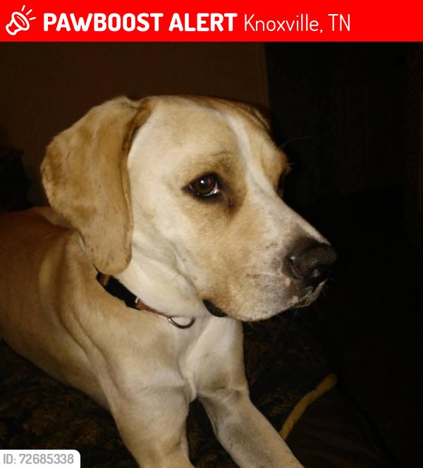 Lost Male Dog last seen Strawberry Plains Pk/Holston Hills , Knoxville, TN 37914