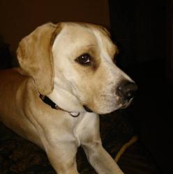 Lost Male Dog last seen Strawberry Plains Pk/Holston Hills , Knoxville, TN 37914