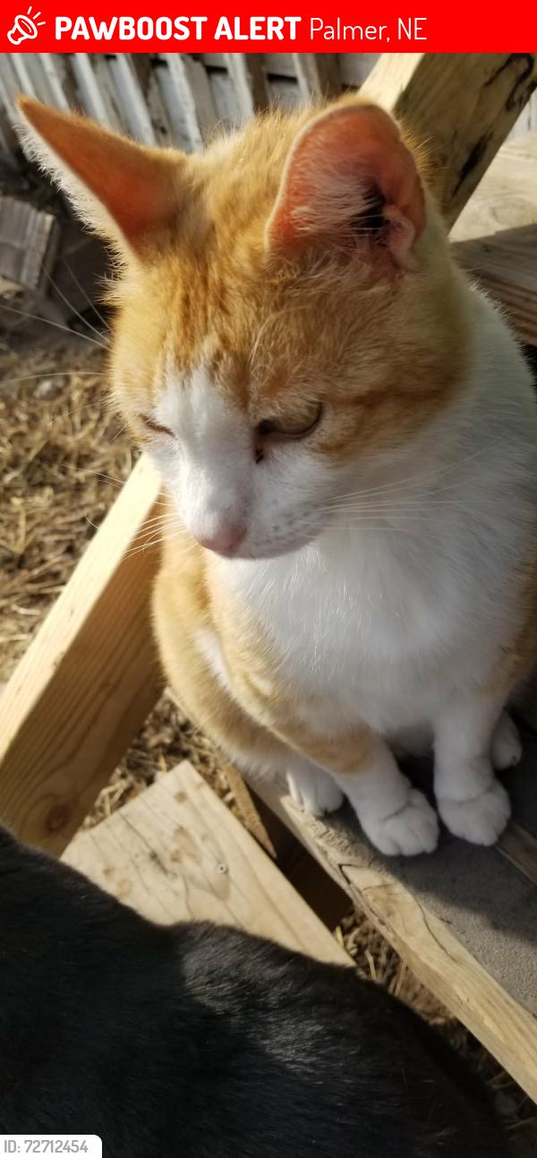 Lost Male Cat last seen Templin St Palmer, NE, Palmer, NE 68864