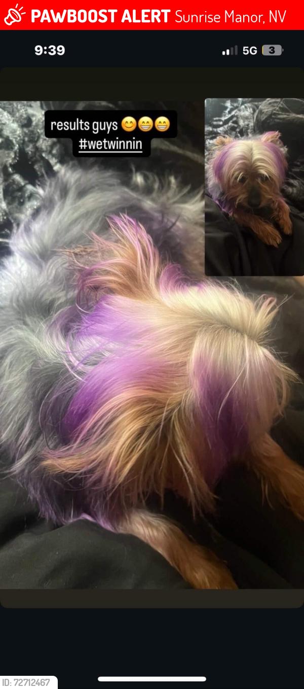 Lost Male Dog last seen Owens and Linn, Sunrise Manor, NV 89110