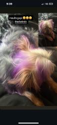 Lost Male Dog last seen Owens and Linn, Sunrise Manor, NV 89110