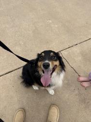 Found/Stray Male Dog last seen College Hills , San Angelo, TX 76904