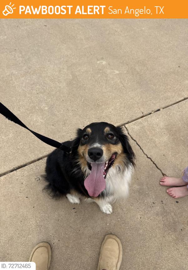 Found/Stray Male Dog last seen College Hills , San Angelo, TX 76904