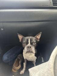 Lost Male Dog last seen Campground , South Lake Tahoe, CA 96150