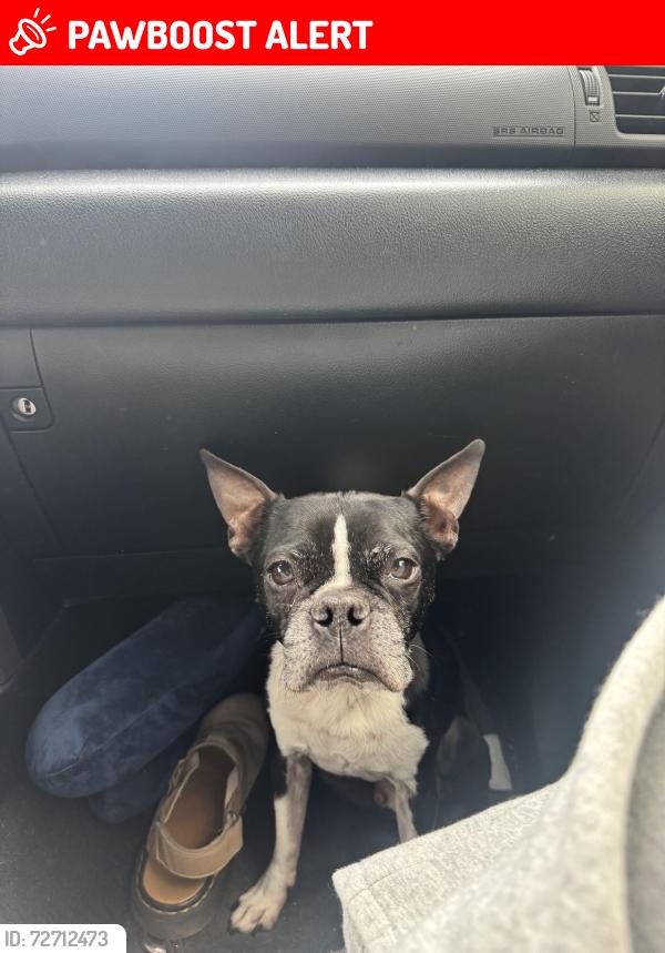 Lost Male Dog last seen Campground , South Lake Tahoe, CA 96150