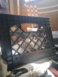 Lost Male Cat last seen Pelicano , El Paso, TX 79928