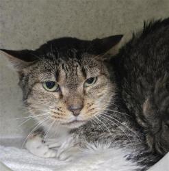Shelter Stray Female Cat last seen Near BLOCK COLIMA, San Antonio, TX 78227