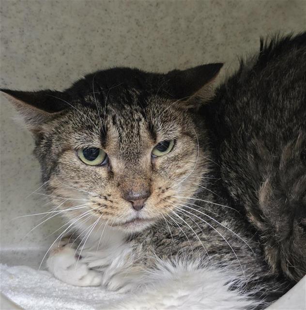Shelter Stray Female Cat last seen Near BLOCK COLIMA, San Antonio, TX 78227