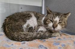 Shelter Stray Male Cat last seen DEVINE, San Antonio, TX 78227