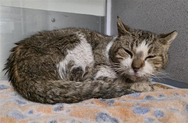 Shelter Stray Male Cat last seen DEVINE, San Antonio, TX 78227