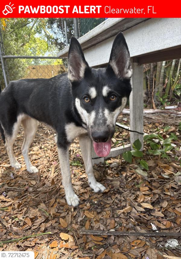 Lost Male Dog last seen Woodring dr & Diane dr, Clearwater, FL 33759
