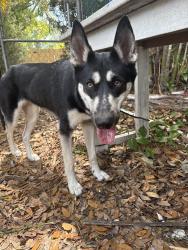 Lost Male Dog last seen Woodring dr & Diane dr, Clearwater, FL 33759