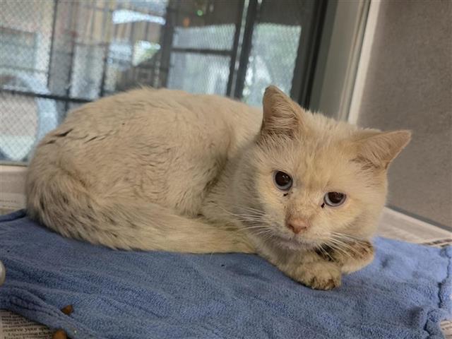 Shelter Stray Male Cat last seen Near BLOCK CASTILLO, San Antonio, TX 78227