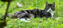 Lost Male Cat last seen Inchcliffe Dr. Gales Ferry near Smith Pond, Ledyard, CT 06335