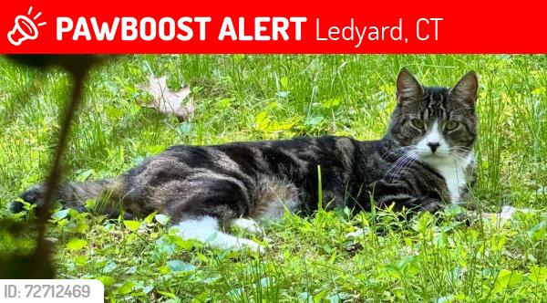 Lost Male Cat last seen Inchcliffe Dr. Gales Ferry near Smith Pond, Ledyard, CT 06335