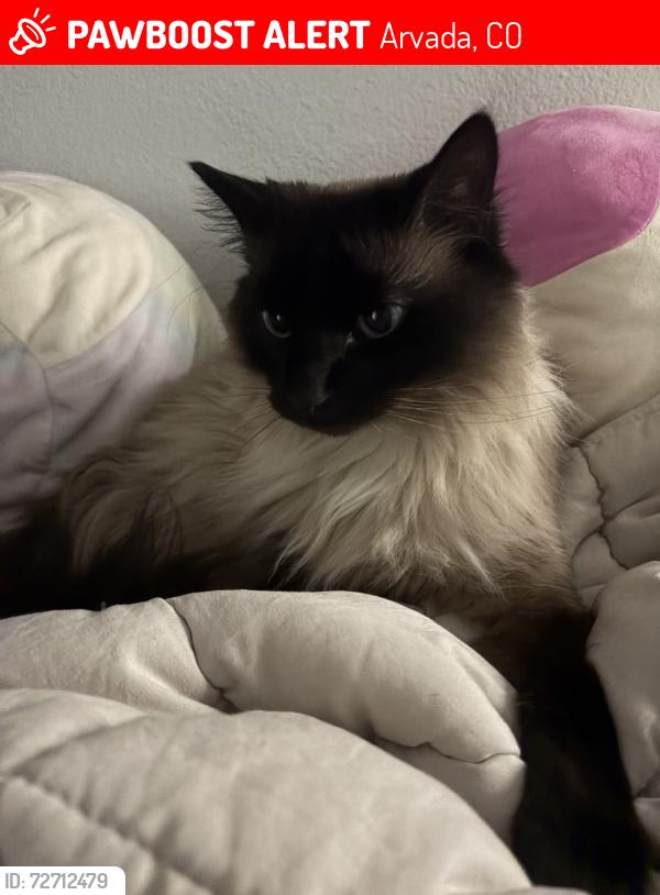 Lost Female Cat last seen Allison St near The Ridge apmts , Arvada, CO 80005