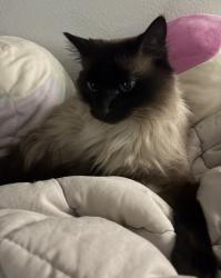 Lost Female Cat last seen Allison St near The Ridge apmts , Arvada, CO 80005