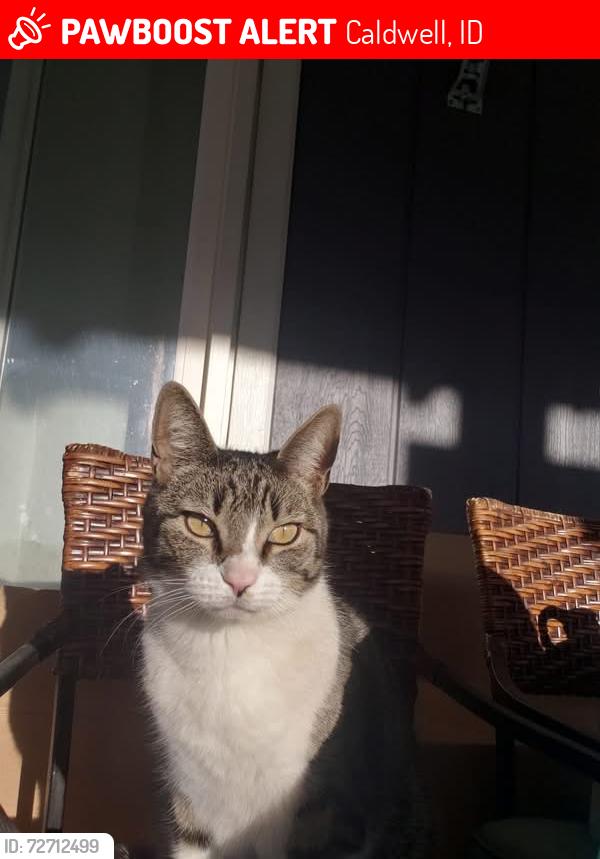 Lost Male Cat last seen Crisholm, Caldwell, ID 83607