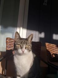 Lost Male Cat last seen Crisholm, Caldwell, ID 83607