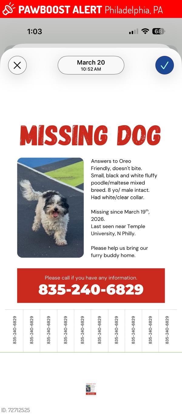 Lost Male Dog last seen Temple University Philadelphia , Philadelphia, PA 19121