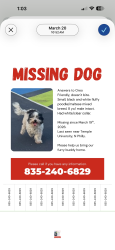 Lost Male Dog last seen Temple University Philadelphia , Philadelphia, PA 19121