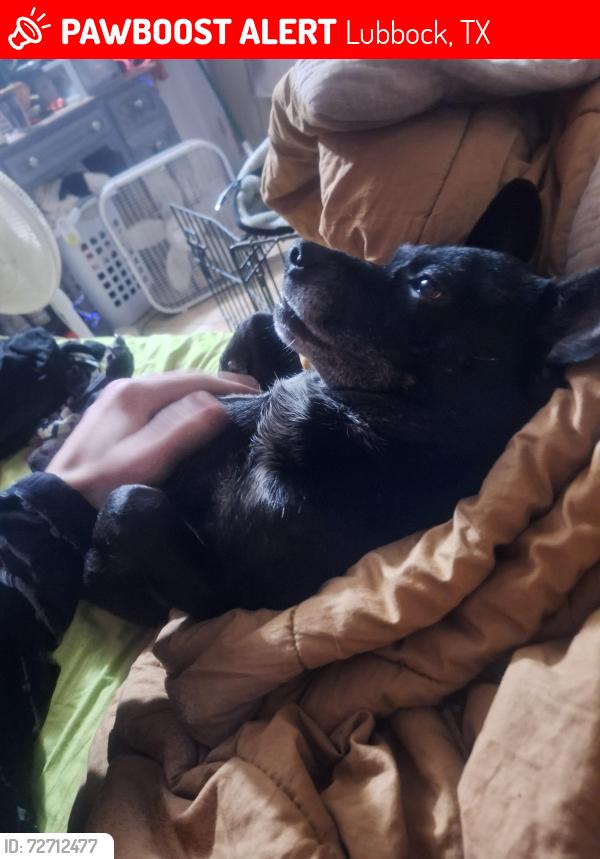 Lost Male Dog last seen Woodrow road , Lubbock, TX 79424