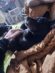 Lost Male Dog last seen Woodrow road , Lubbock, TX 79424