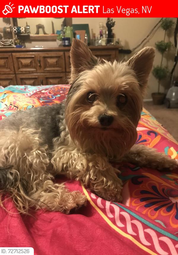Lost Male Dog last seen Near stokes st , Las Vegas, NV 89110