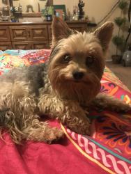 Lost Male Dog last seen Near stokes st , Las Vegas, NV 89110