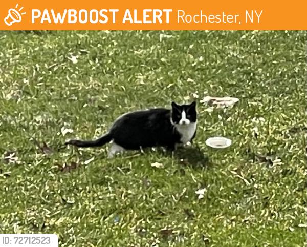 Found/Stray Unknown Cat last seen White Oak Bend, Toni Terrace, Rochester, NY 14624