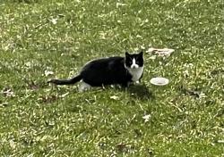 Found/Stray Unknown Cat last seen White Oak Bend, Toni Terrace, Rochester, NY 14624