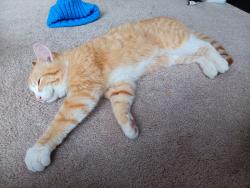 Found/Stray Female Cat last seen Near A ave Ne, Cedar Rapids, IA 52402