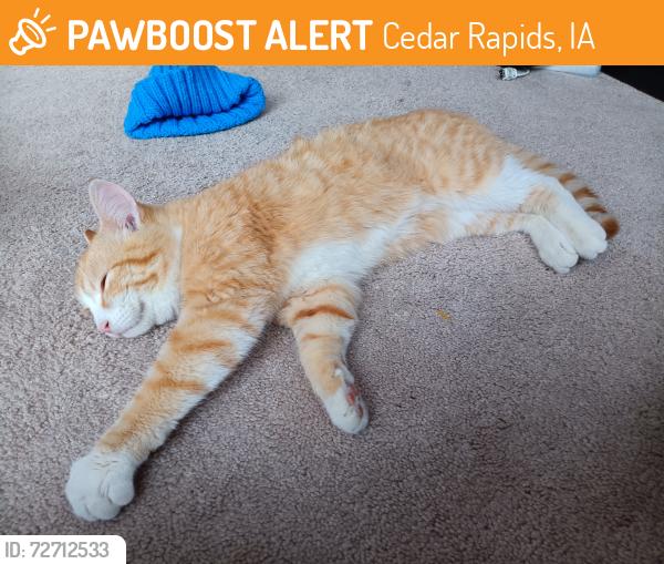 Found/Stray Female Cat last seen Near A ave Ne, Cedar Rapids, IA 52402