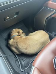 Lost Male Dog last seen Near parkside drive, temple texas, Temple, TX 76502