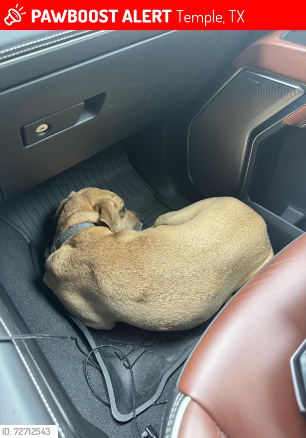 Lost Male Dog last seen Near parkside drive, temple texas, Temple, TX 76502