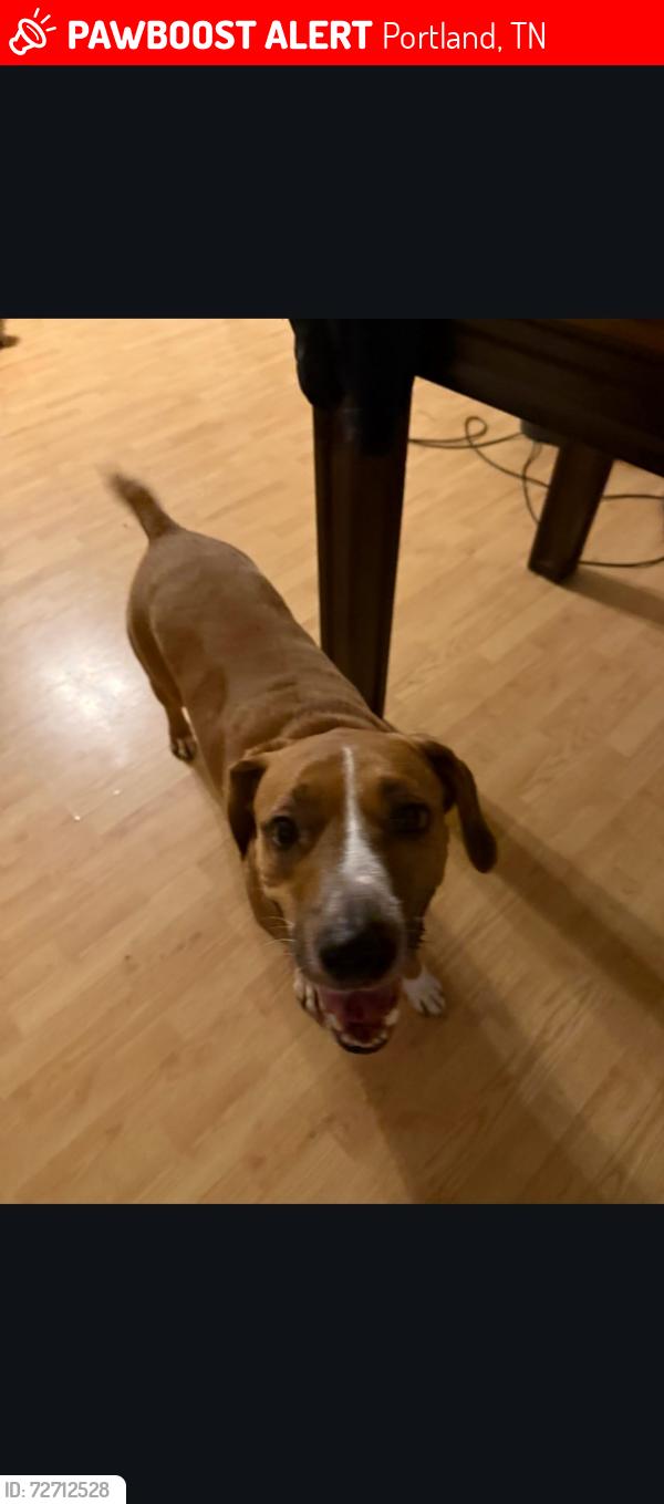 Lost Male Dog last seen April Circle, Portland, TN 37148