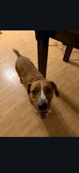 Lost Male Dog last seen April Circle, Portland, TN 37148