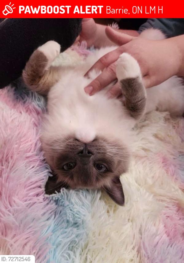 Lost Male Cat last seen Cook street, Barrie, ON L4M 4H8