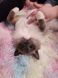 Lost Male Cat last seen Cook street, Barrie, ON L4M 4H8