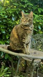 Lost Female Cat last seen SWCanby and 60th, Portland, OR 97219