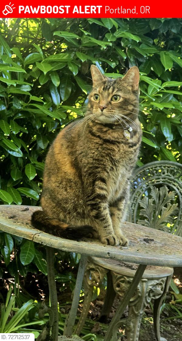 Lost Female Cat last seen SWCanby and 60th, Portland, OR 97219