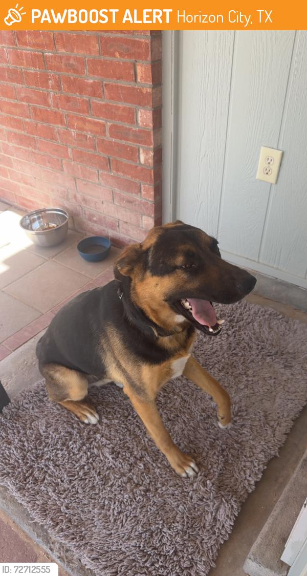 Found/Stray Male Dog last seen Manzanilla & anwarp, Horizon City, TX 79928